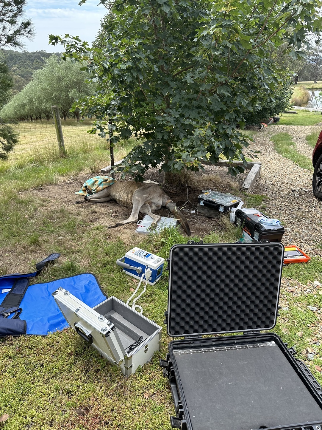 Kangaroo being treated in field