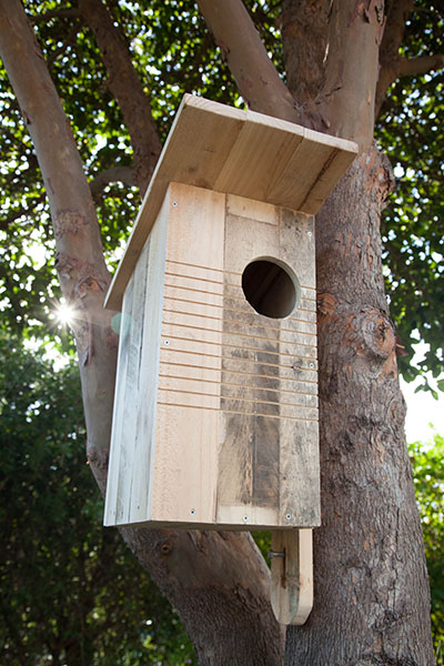 Possum Box in tree